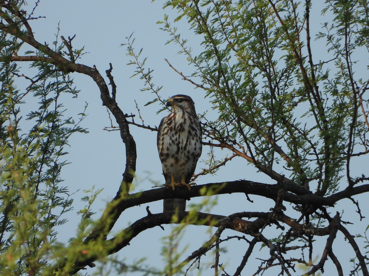 Канюк мексиканський - ML644128631