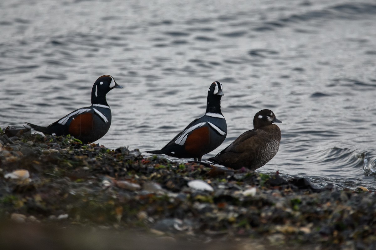 Harlequin Duck - ML644128636
