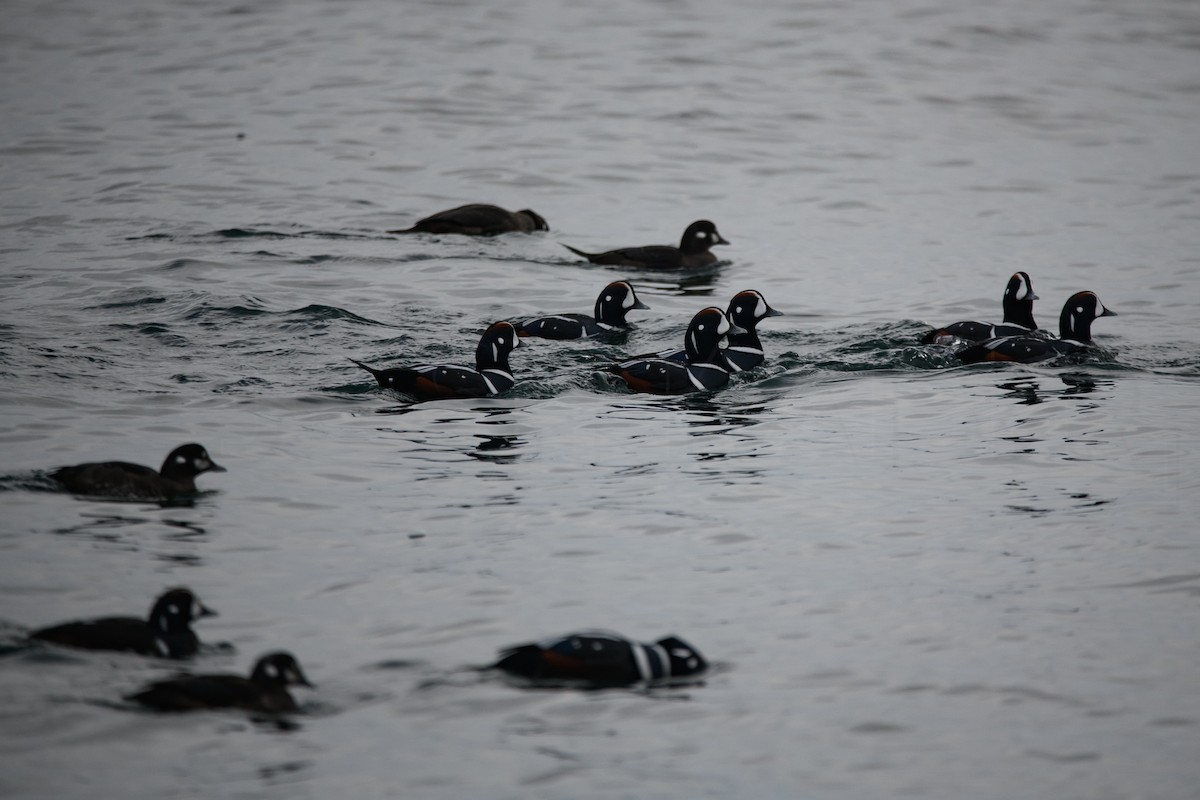 Harlequin Duck - ML644128637