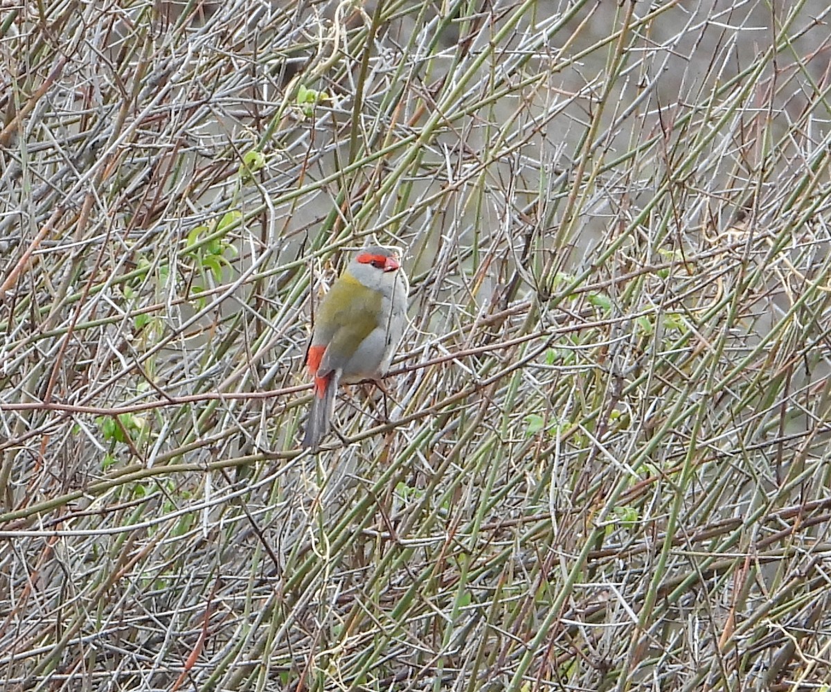 フヨウチョウ - ML644128657
