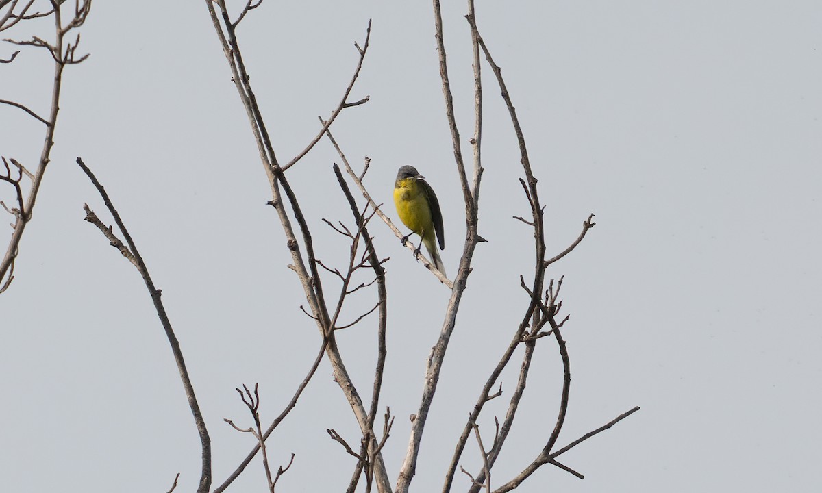 Western Yellow Wagtail (thunbergi) - ML644128664