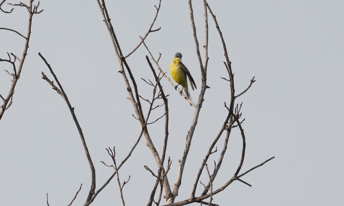 Western Yellow Wagtail (thunbergi) - ML644128665