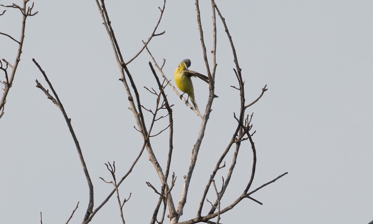 Western Yellow Wagtail (thunbergi) - ML644128667