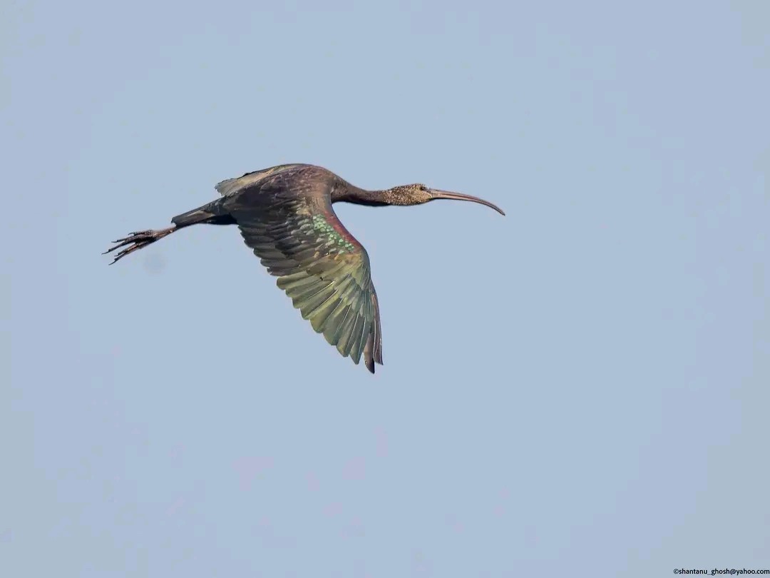 Glossy Ibis - ML644128684