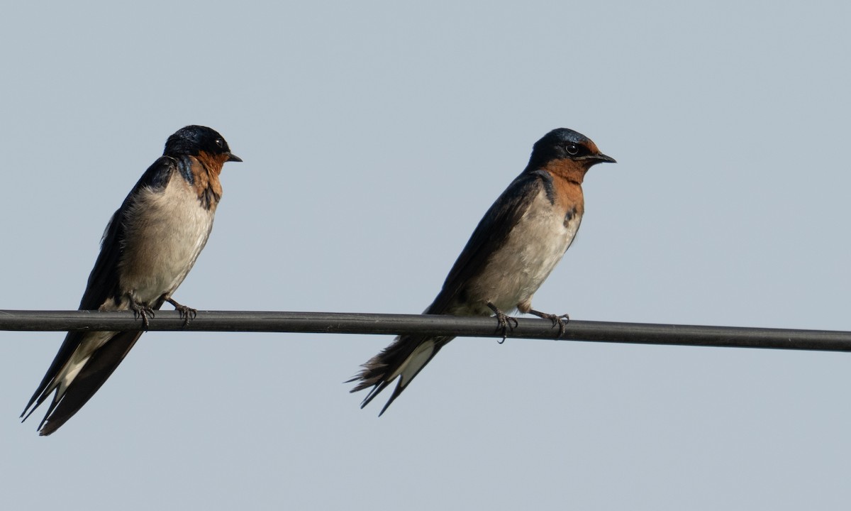 Angola Swallow - ML644128688