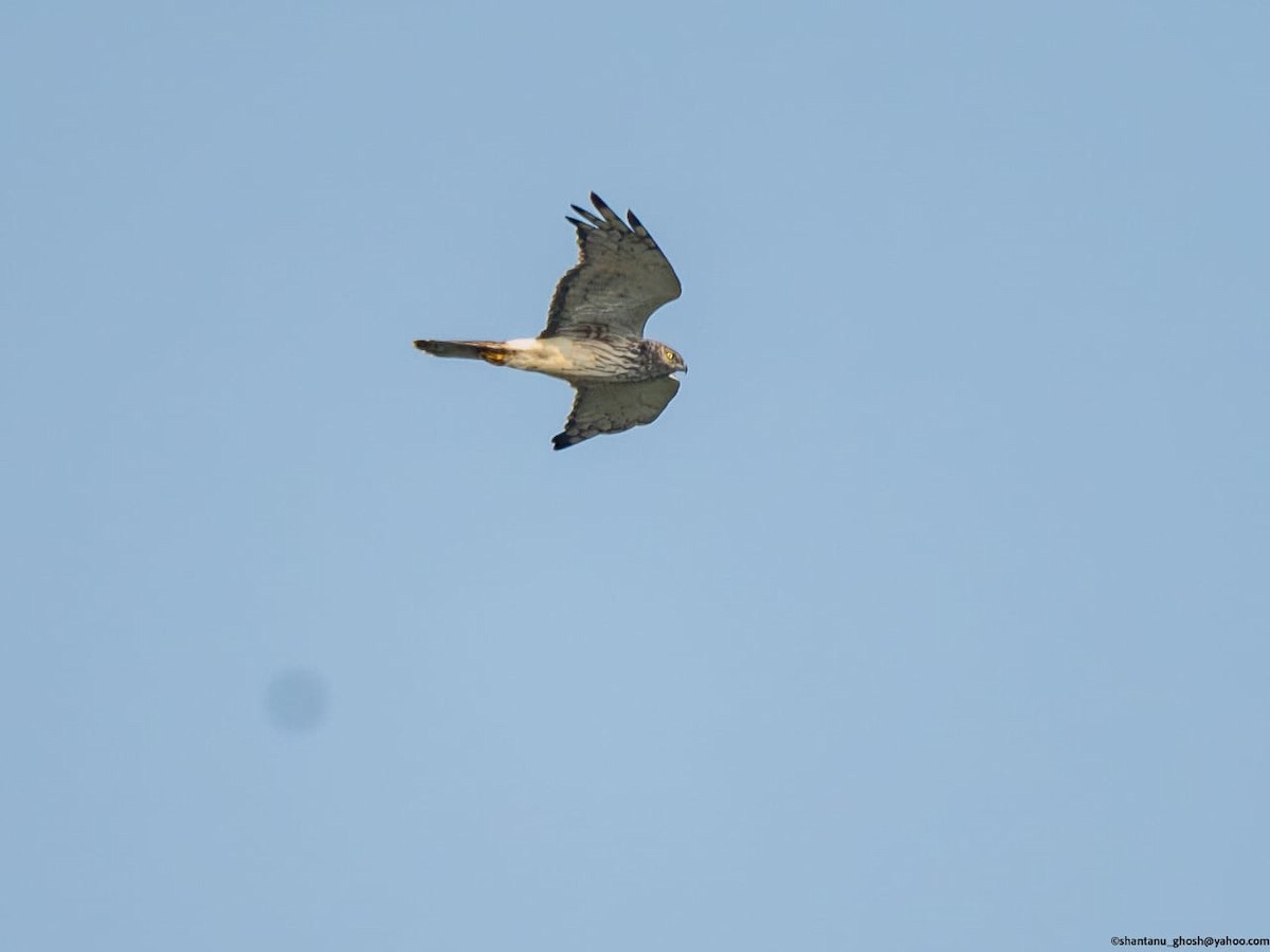 Eastern Marsh Harrier - ML644128690