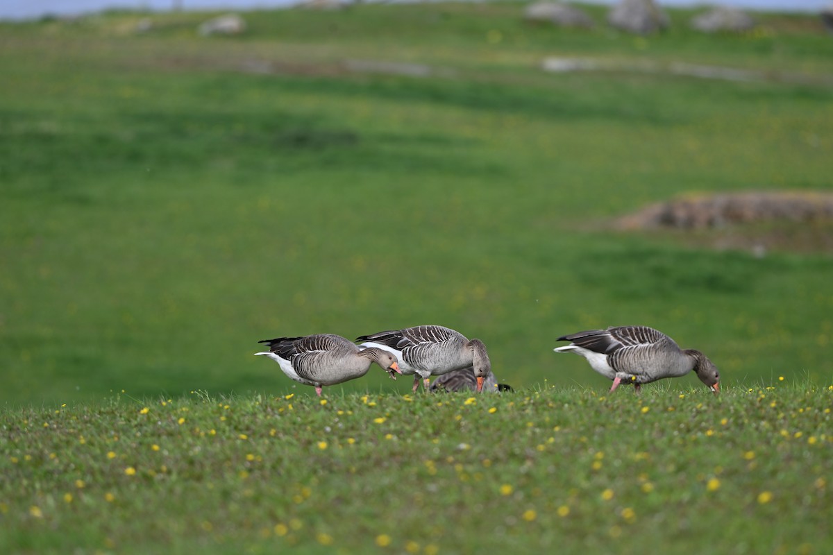 Graylag Goose - ML644128692
