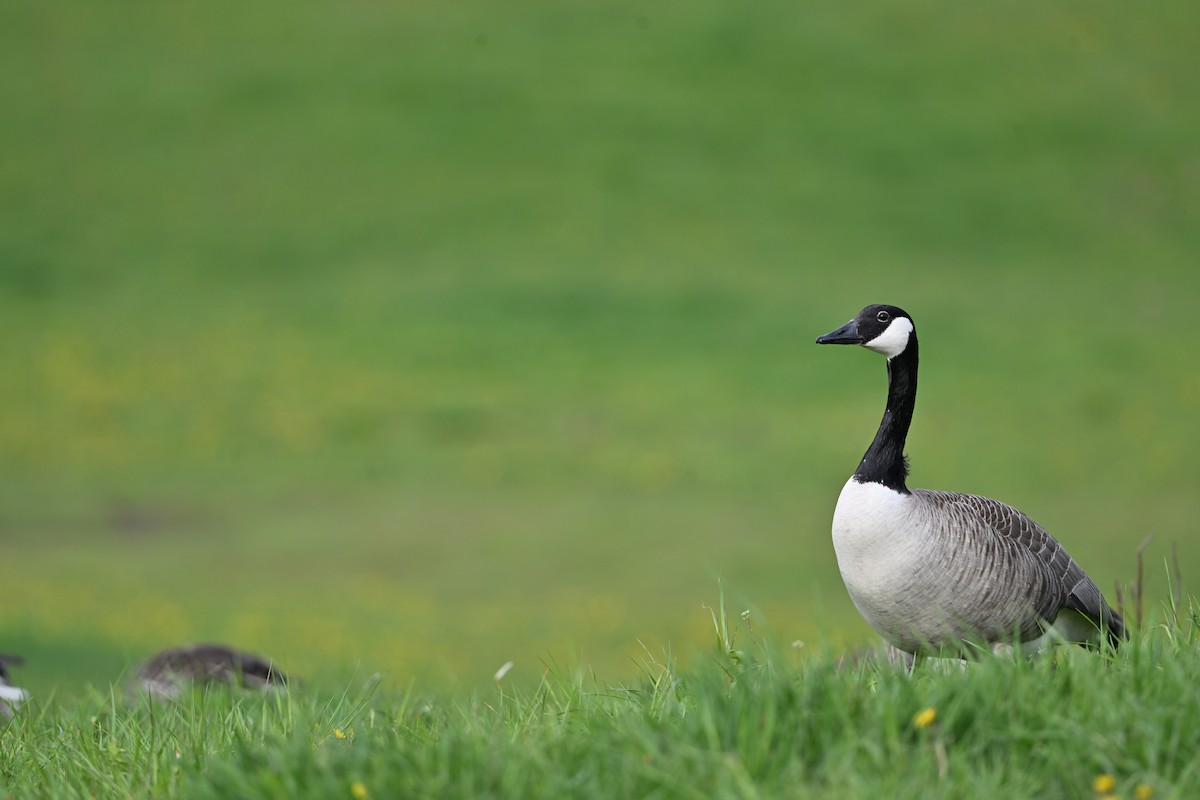 Canada Goose - ML644128701