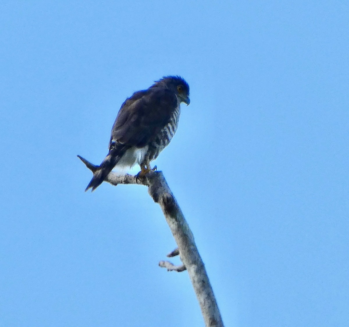 Crested Goshawk - ML644128707
