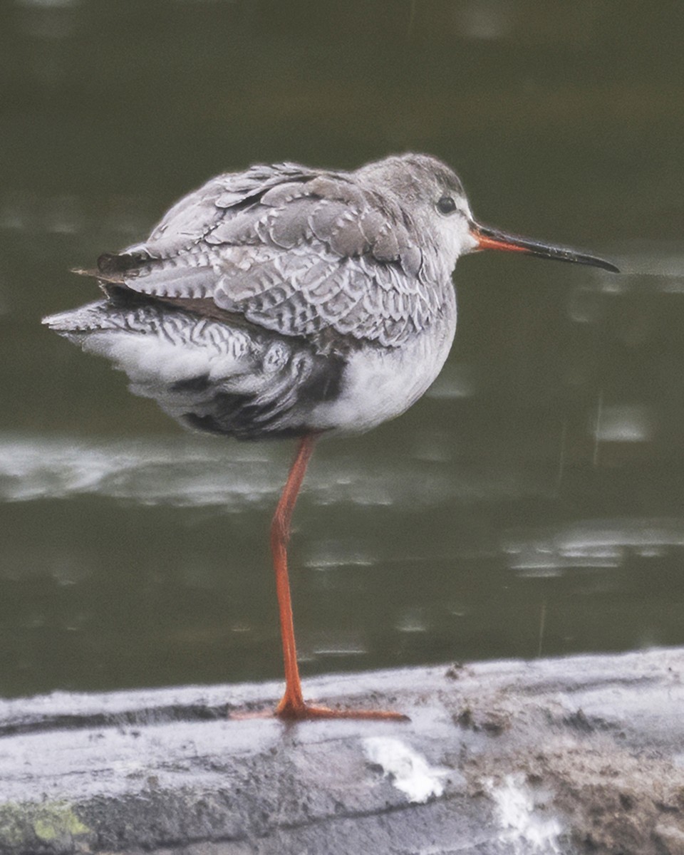 Spotted Redshank - ML644128708