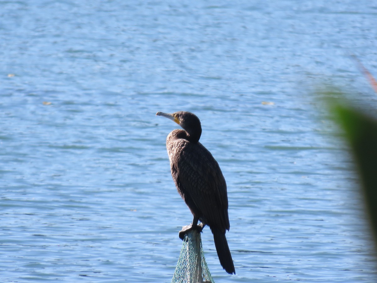 Great Cormorant - ML644128709