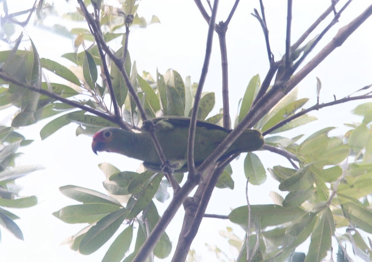 Red-lored Amazon - ML644128715