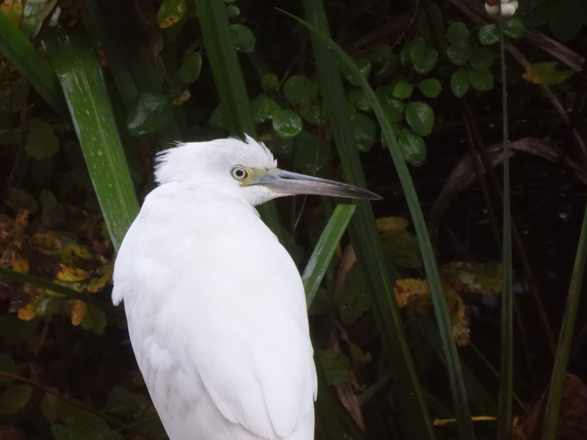 Little Blue Heron - ML644128719