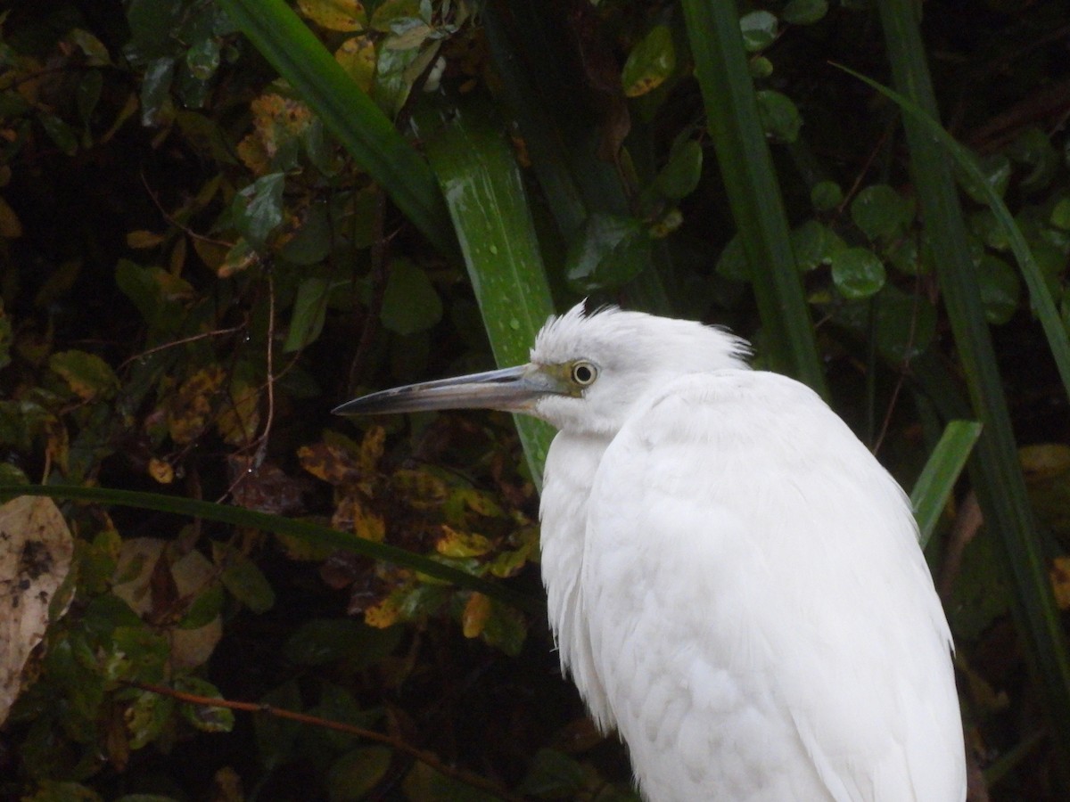 Little Blue Heron - ML644128721