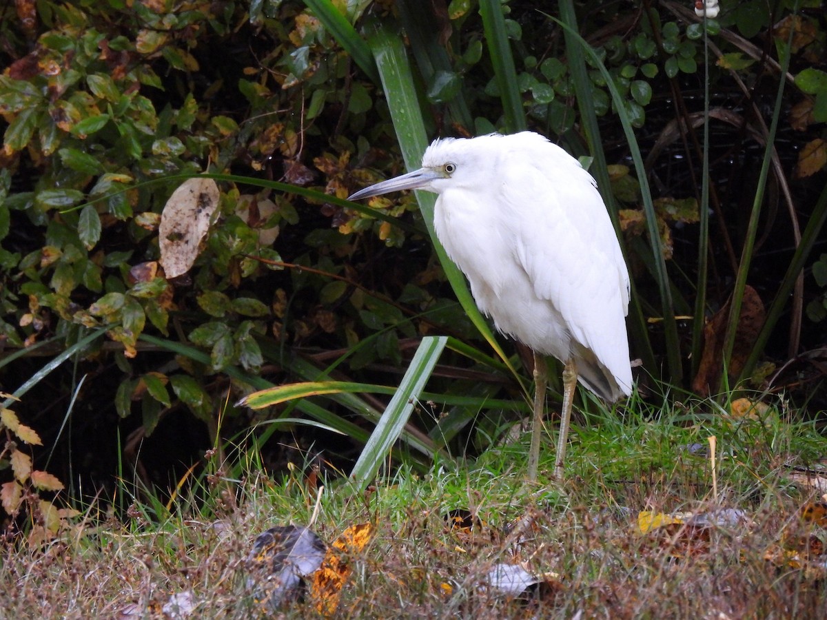 Little Blue Heron - ML644128722