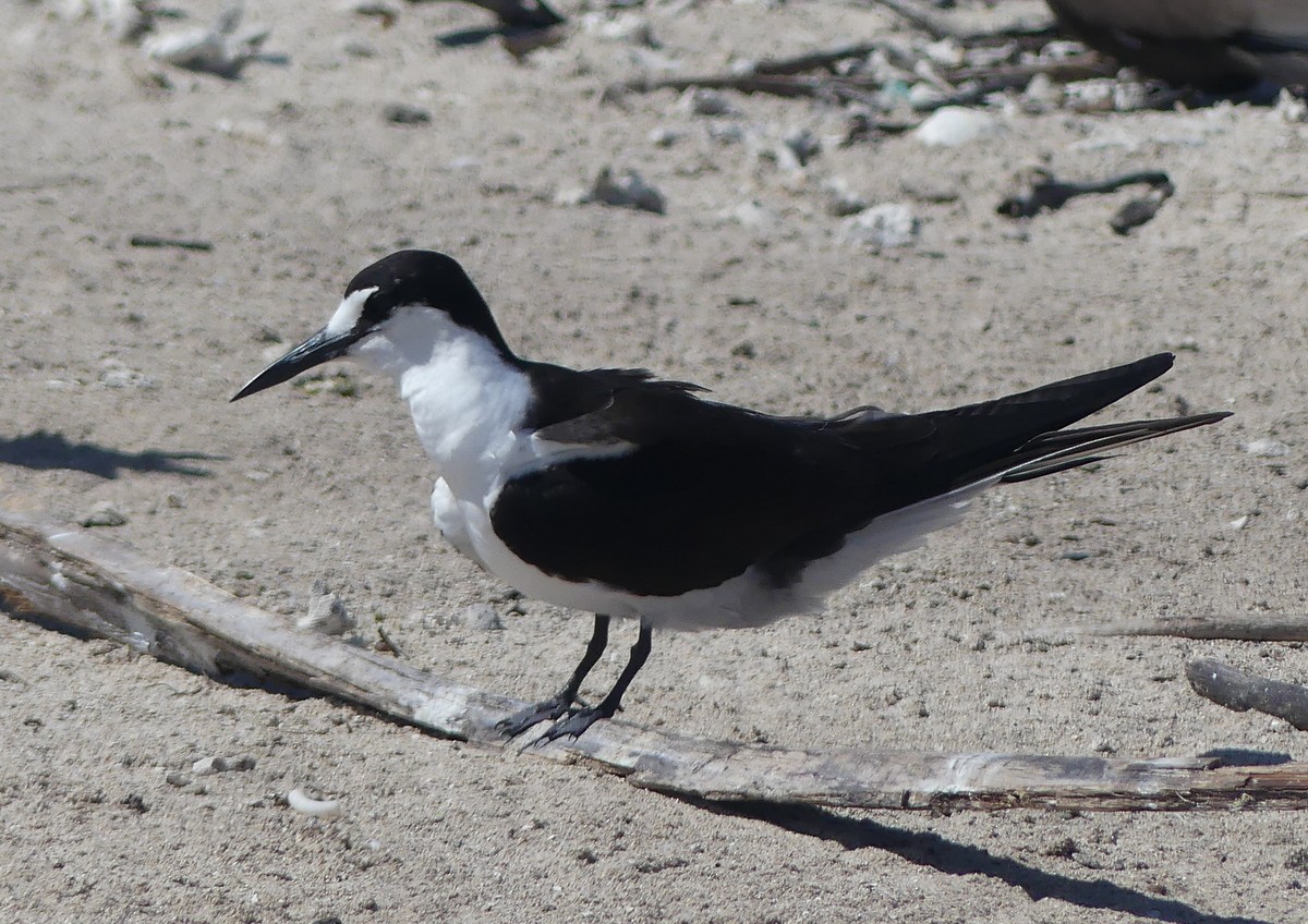 烏領燕鷗 - ML644128742