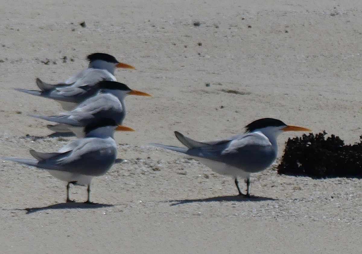 Lesser Crested Tern - ML644128747
