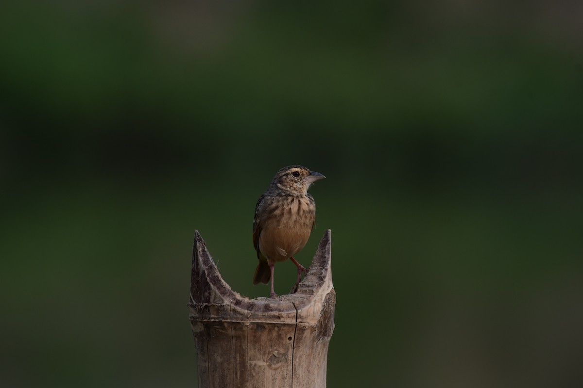 Bengal Bushlark - ML644128763