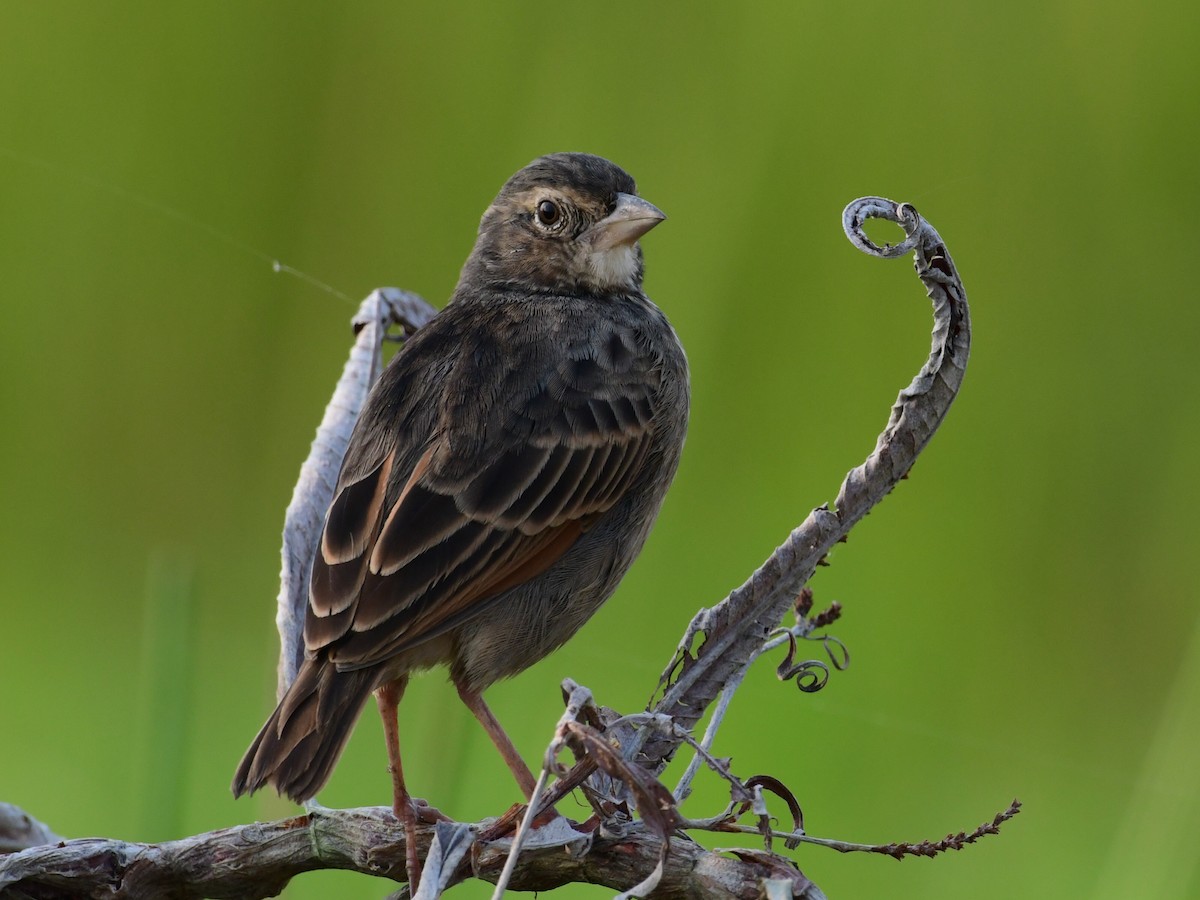 Bengal Bushlark - ML644128764