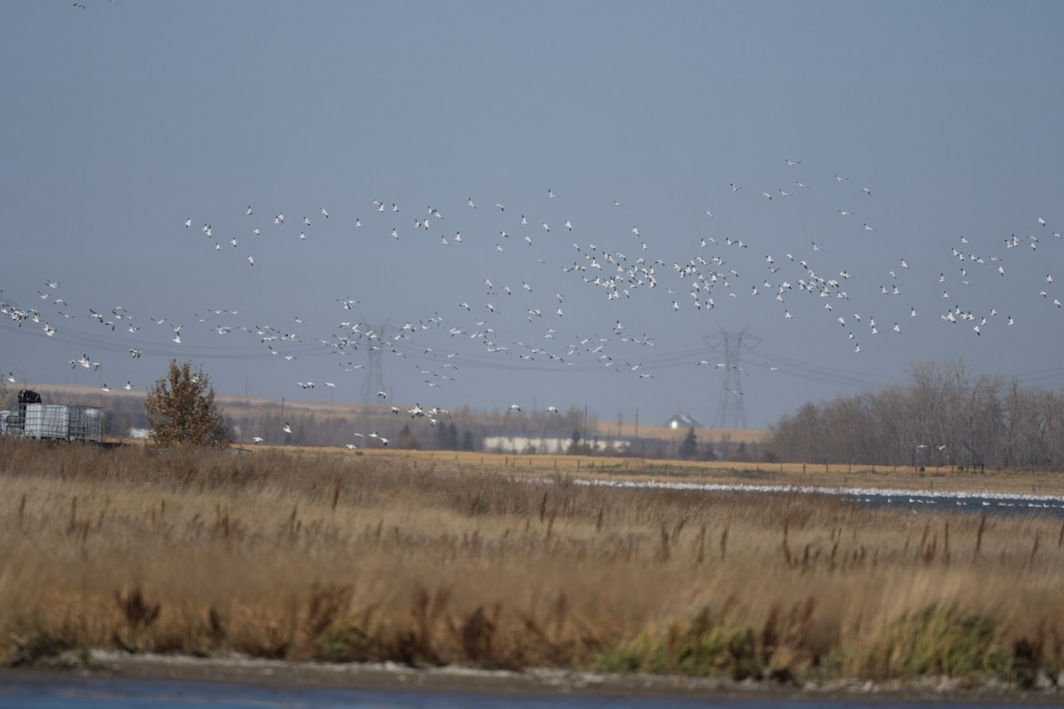 Snow Goose - ML644128778