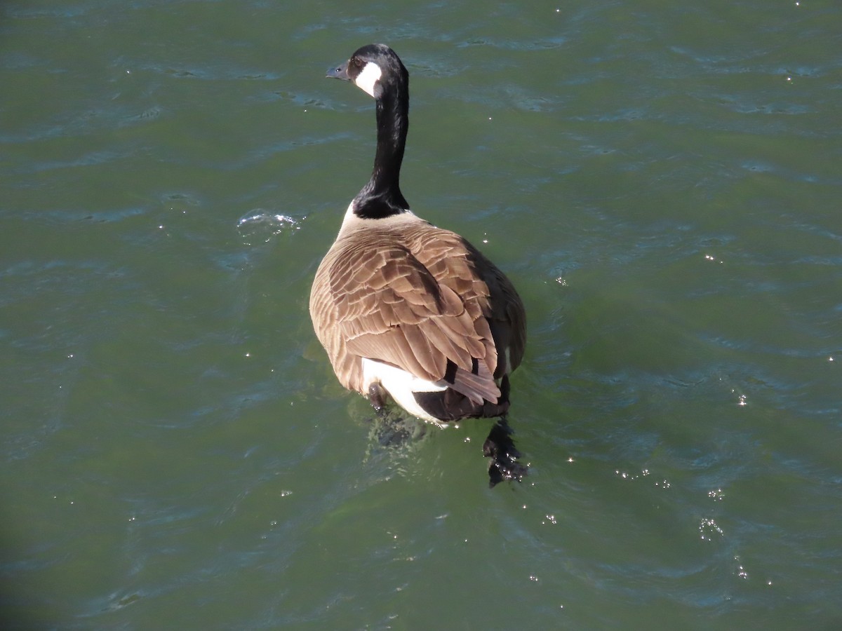 Canada Goose - ML644128779
