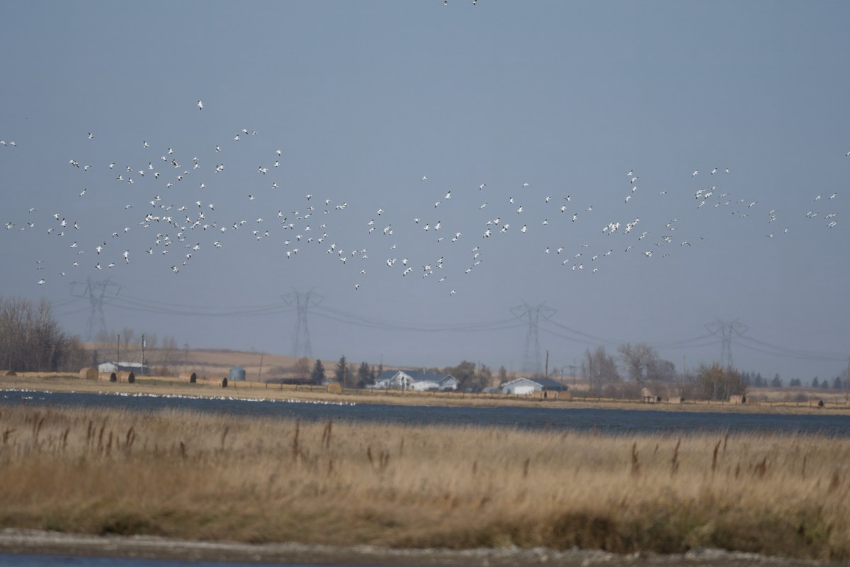 Snow Goose - ML644128785