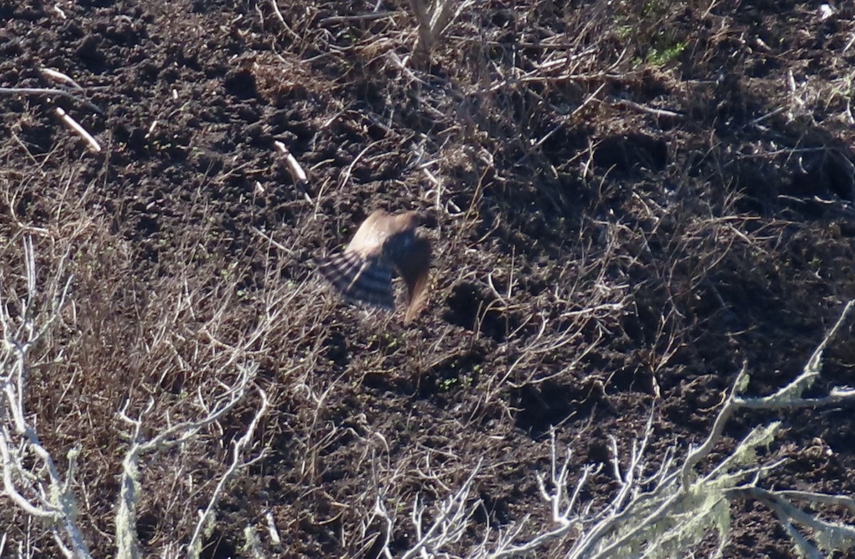 Sharp-shinned/Cooper's Hawk - ML644128800
