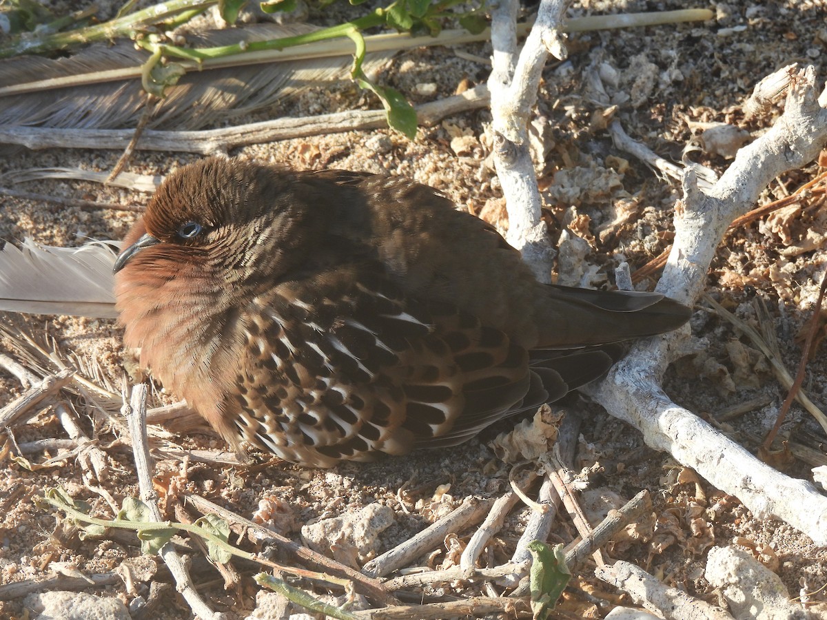 Galapagos Dove - ML644128810