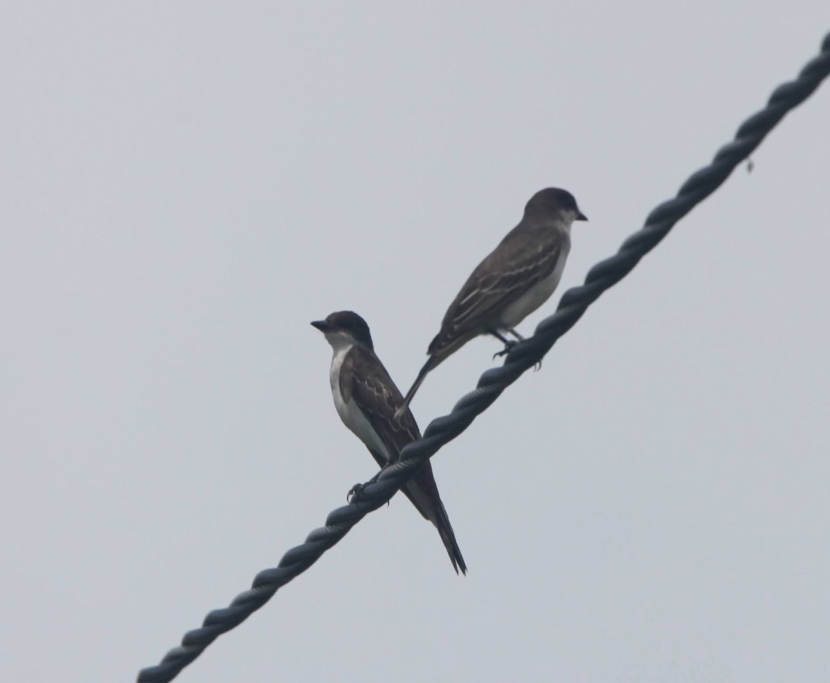 Eastern Kingbird - ML644128816
