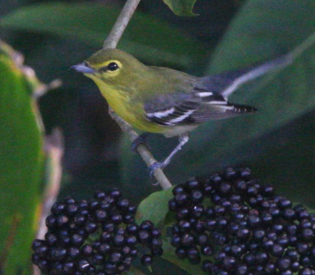 gulbrystvireo - ML644128825