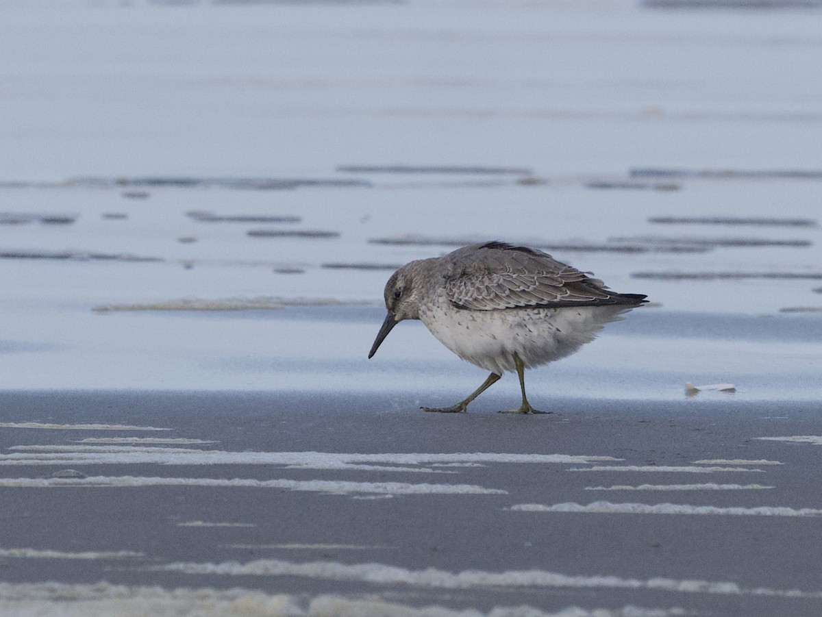 polarsnipe - ML644128841