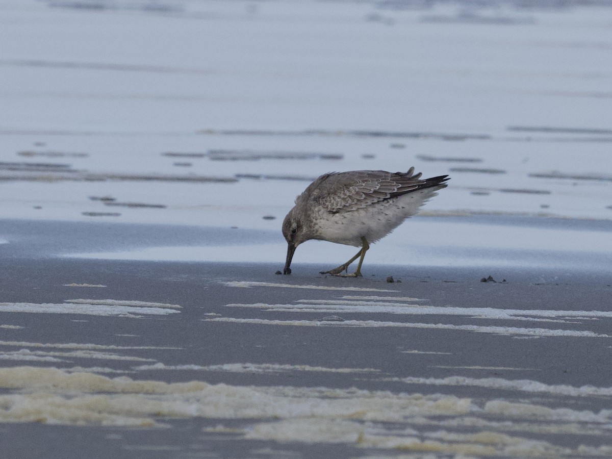 polarsnipe - ML644128844