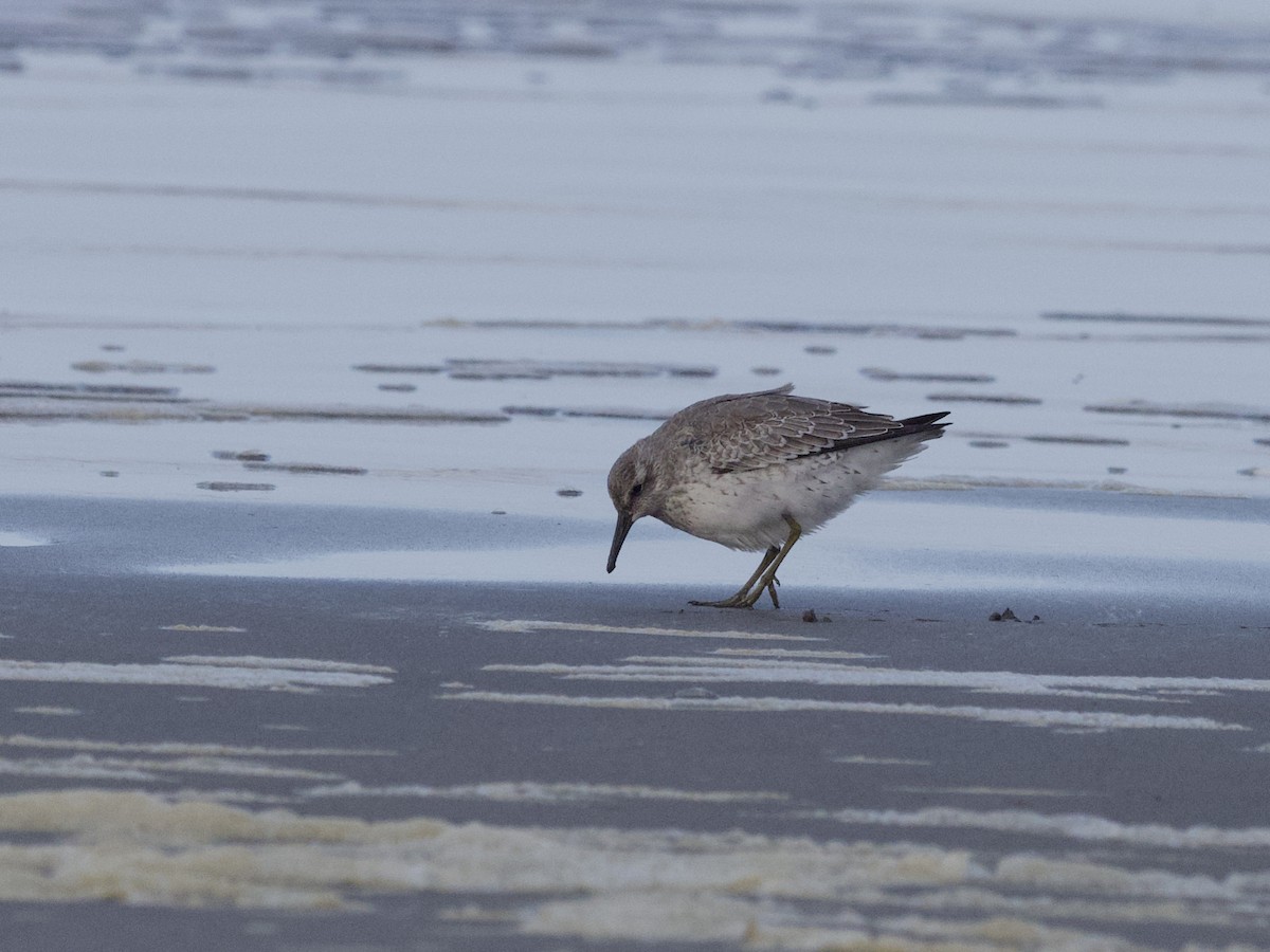 polarsnipe - ML644128845