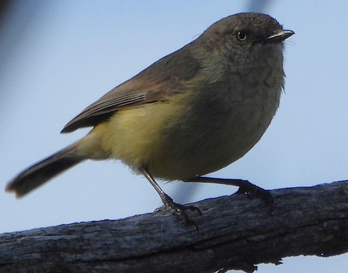 Acanthize à croupion beige - ML644128849
