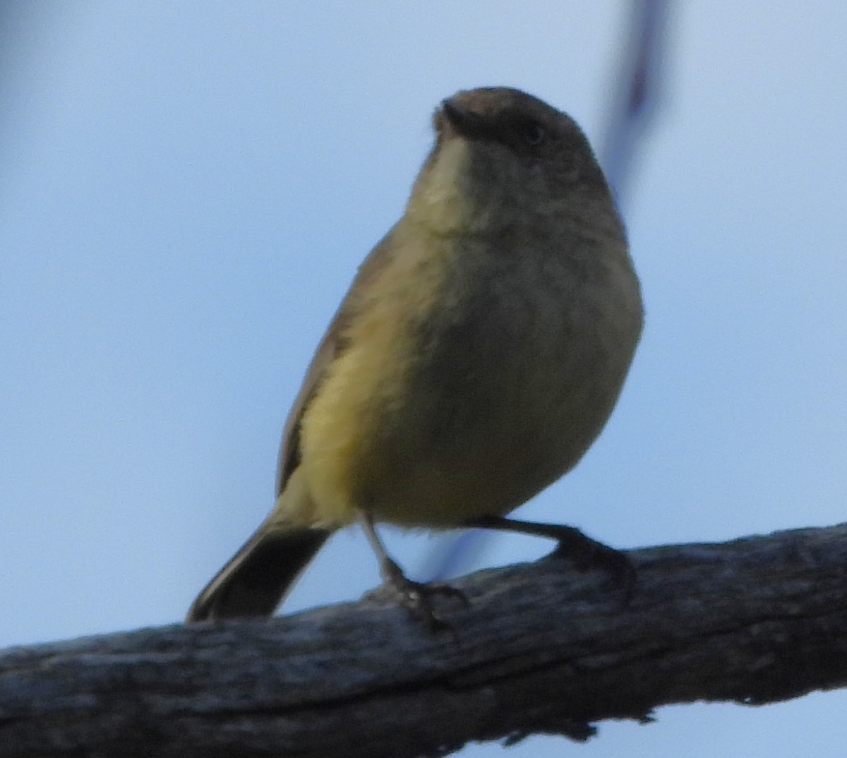 Acanthize à croupion beige - ML644128850