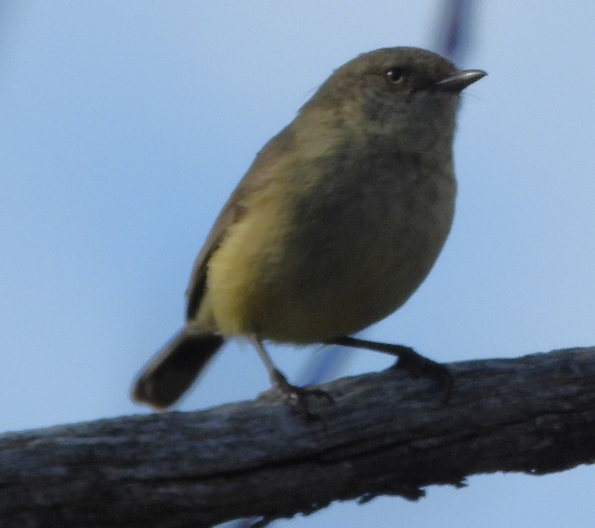 Acanthize à croupion beige - ML644128851