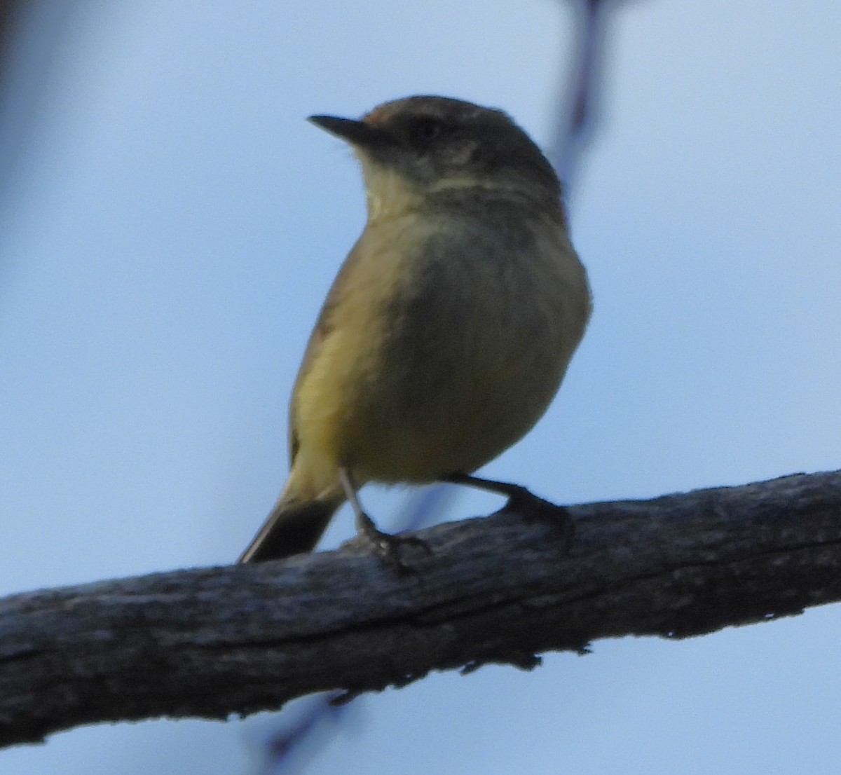 Acanthize à croupion beige - ML644128852