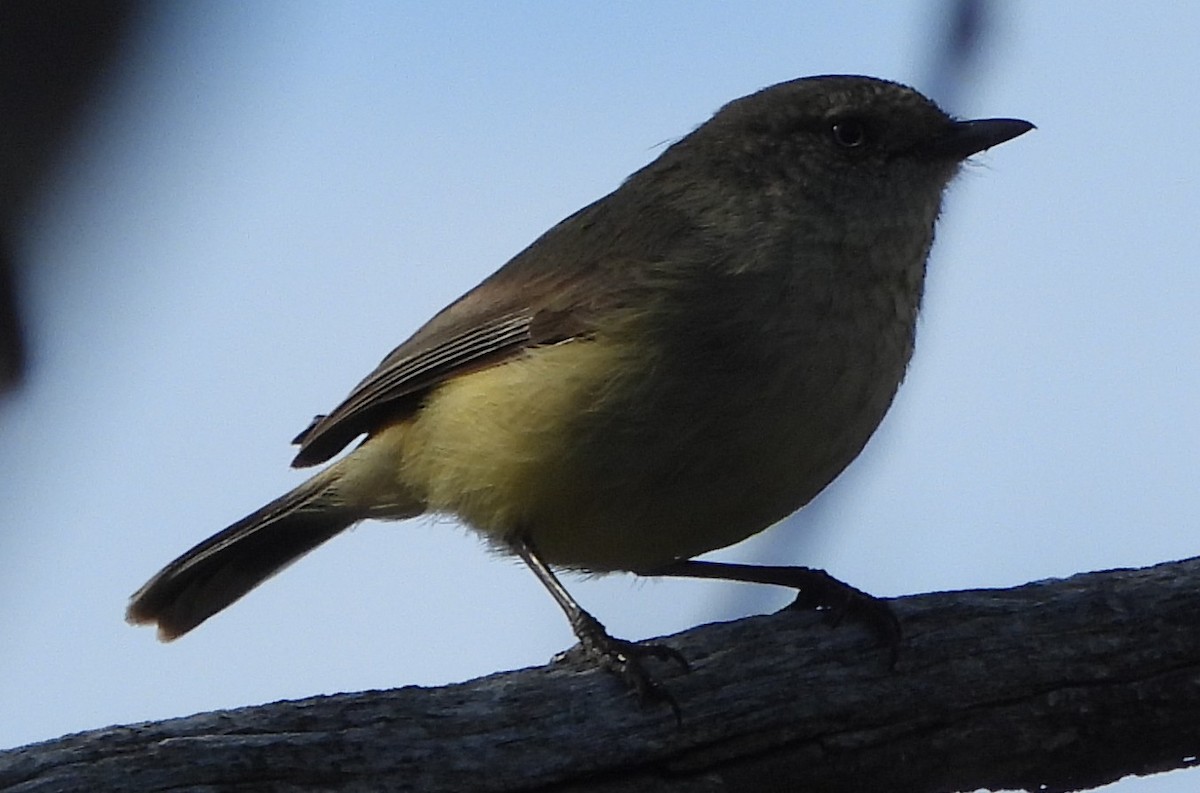 Acanthize à croupion beige - ML644128853
