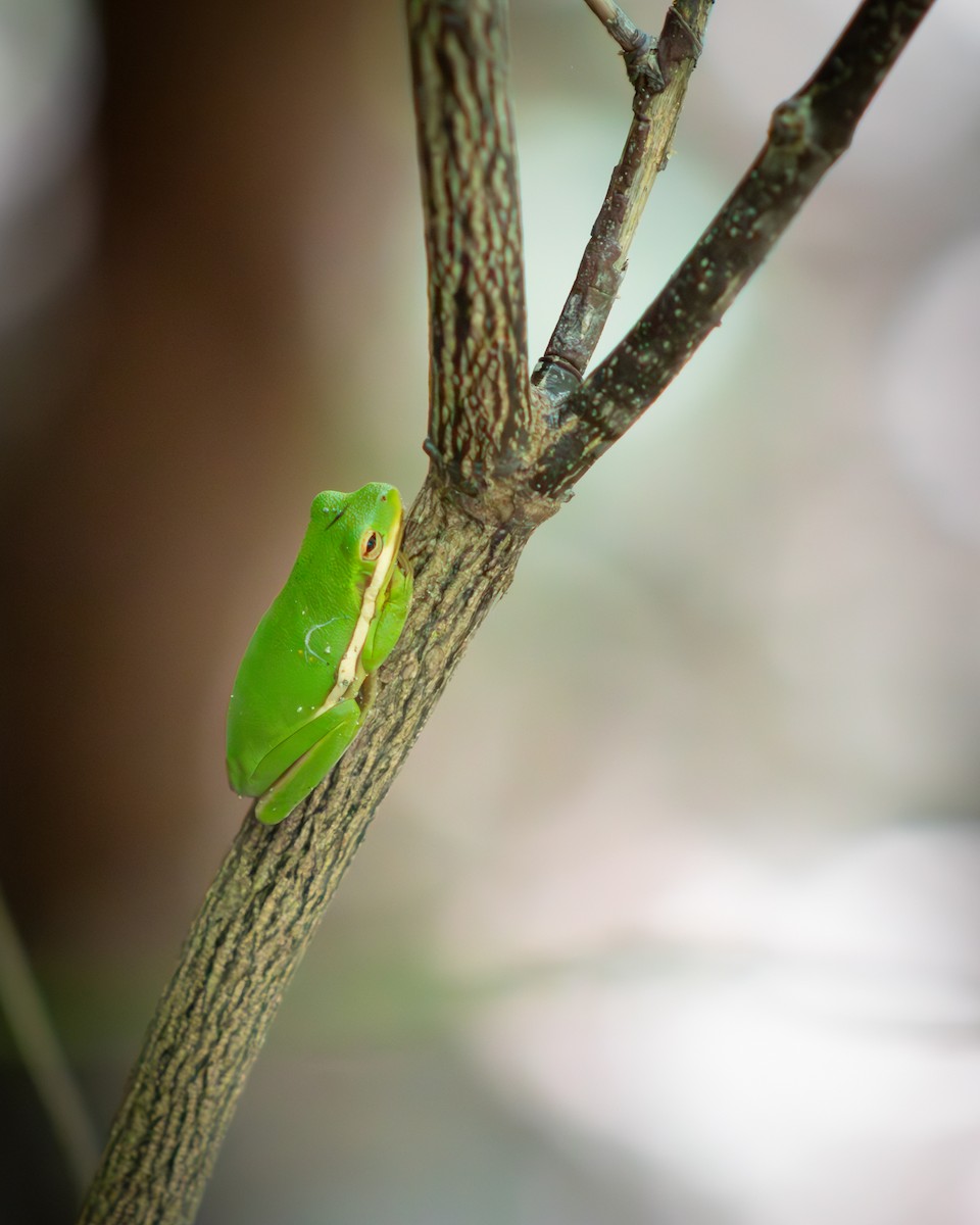 Green Treefrog - ML644128856