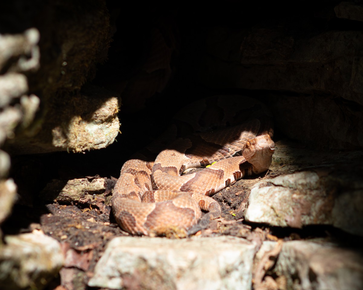 Eastern Copperhead - ML644128857