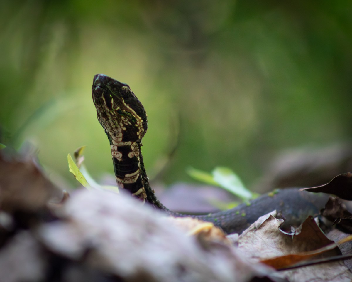 Northern Cottonmouth - ML644128858