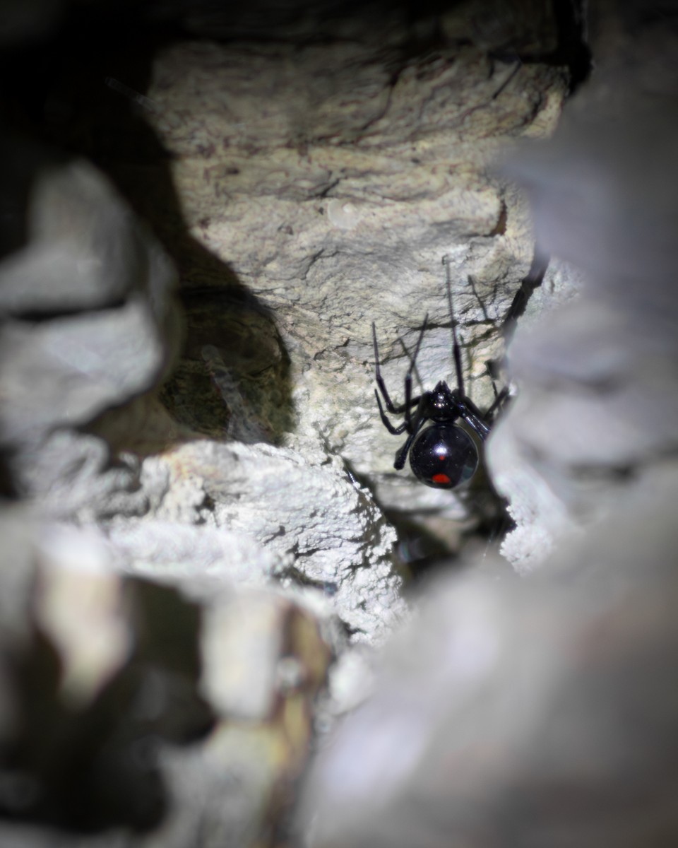 Northern Black Widow - ML644128859