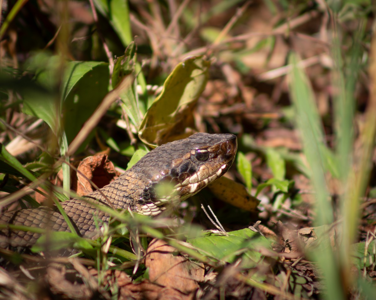 Northern Cottonmouth - ML644128861