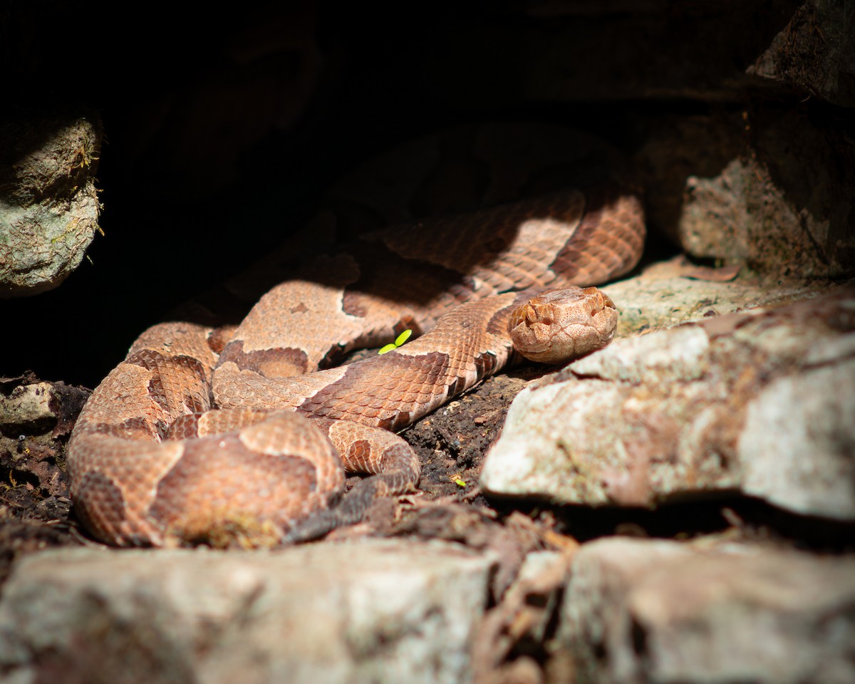 Eastern Copperhead - ML644128862