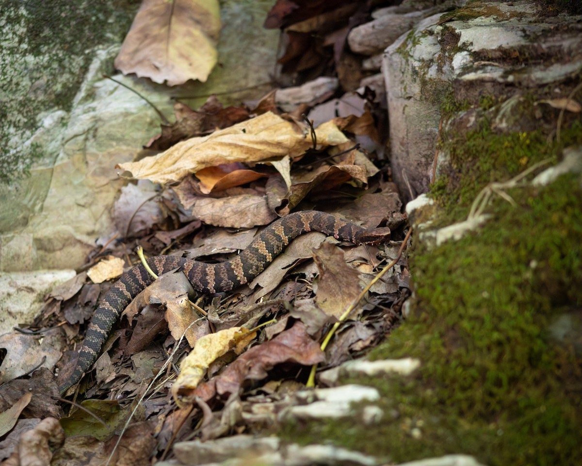 Northern Cottonmouth - ML644128863