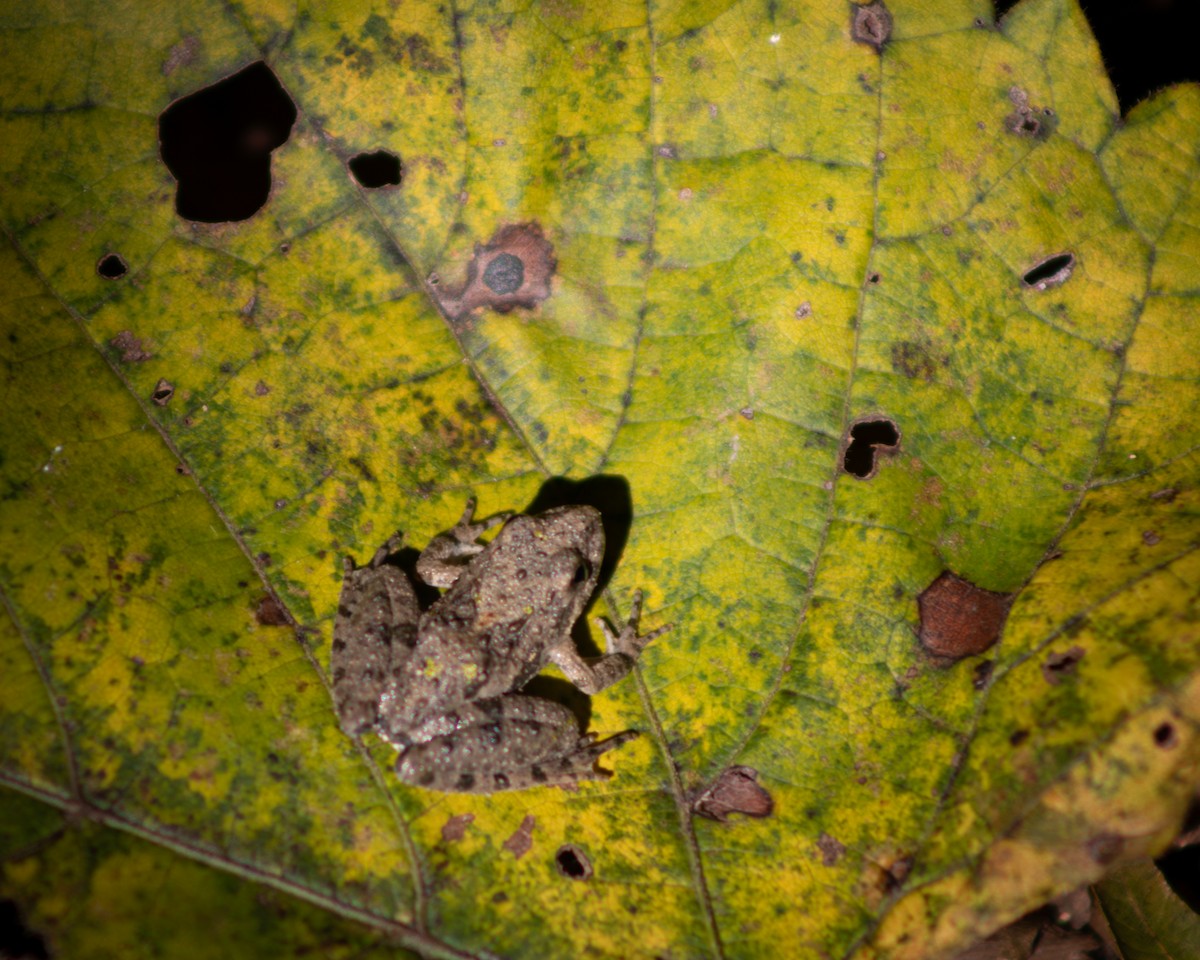 Blanchard's Cricket Frog - ML644128864