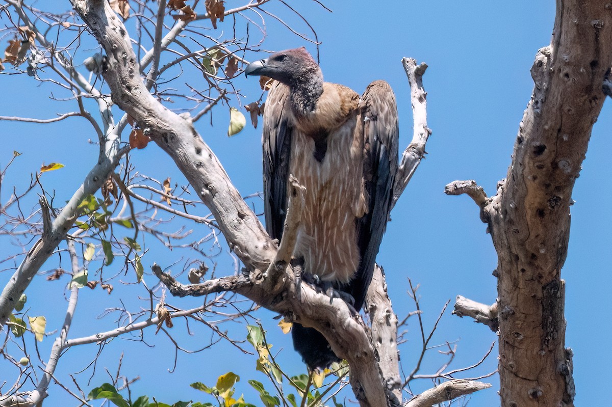 White-backed Vulture - ML644128891