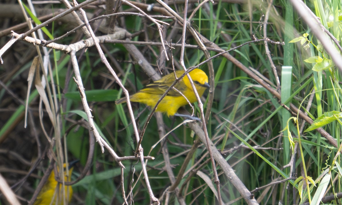 Slender-billed Weaver - ML644128892