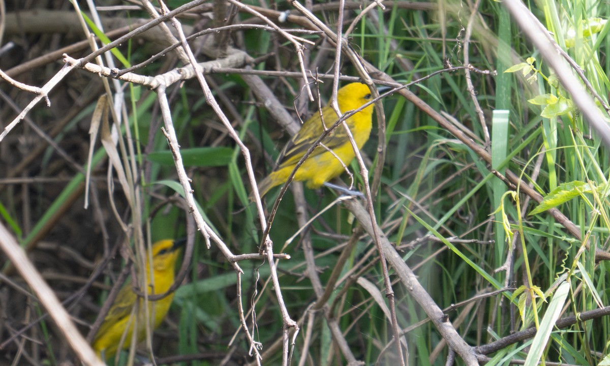Slender-billed Weaver - ML644128893