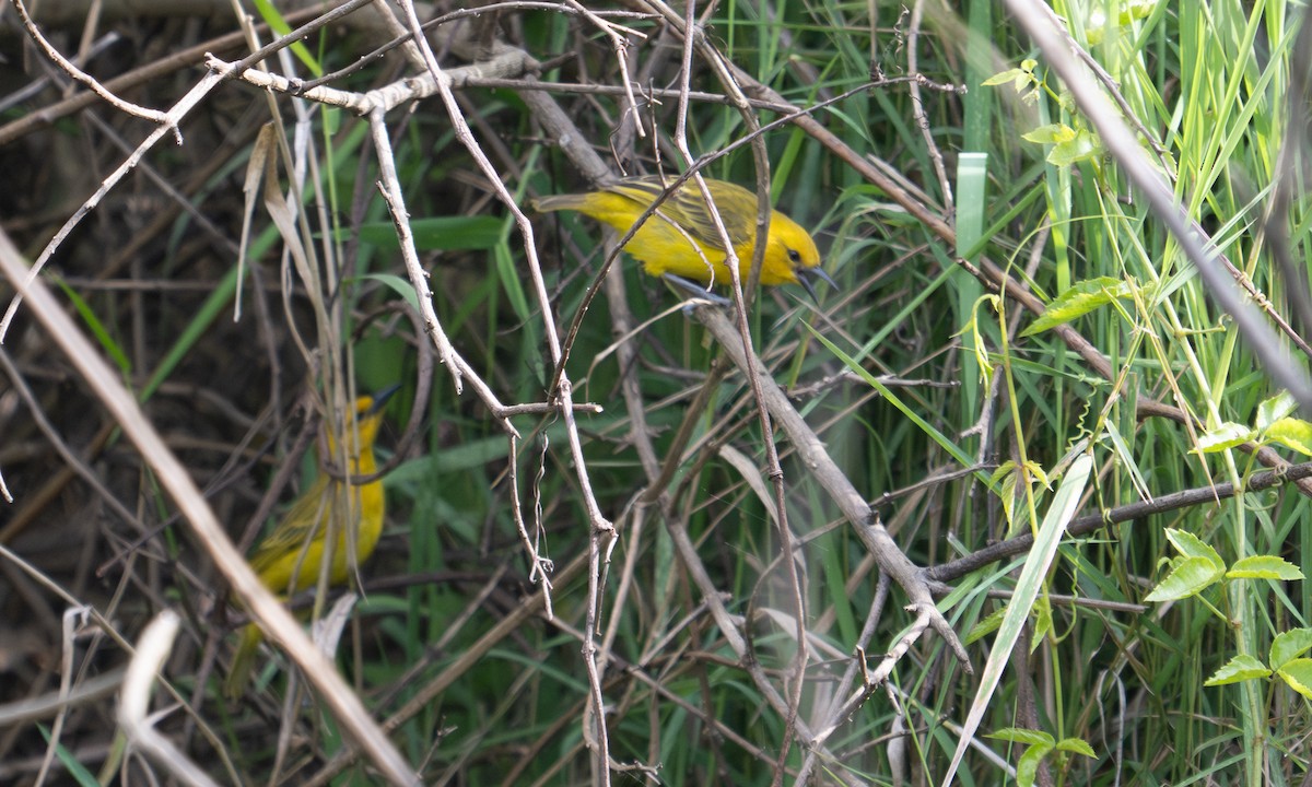 Slender-billed Weaver - ML644128894
